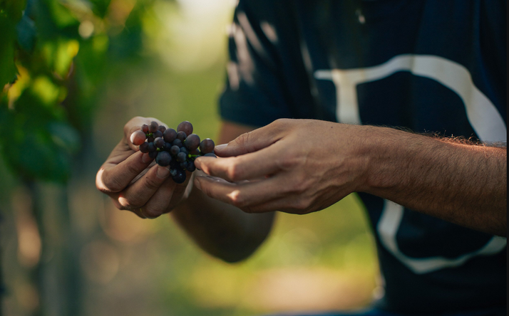 Hände mit roten Trauben