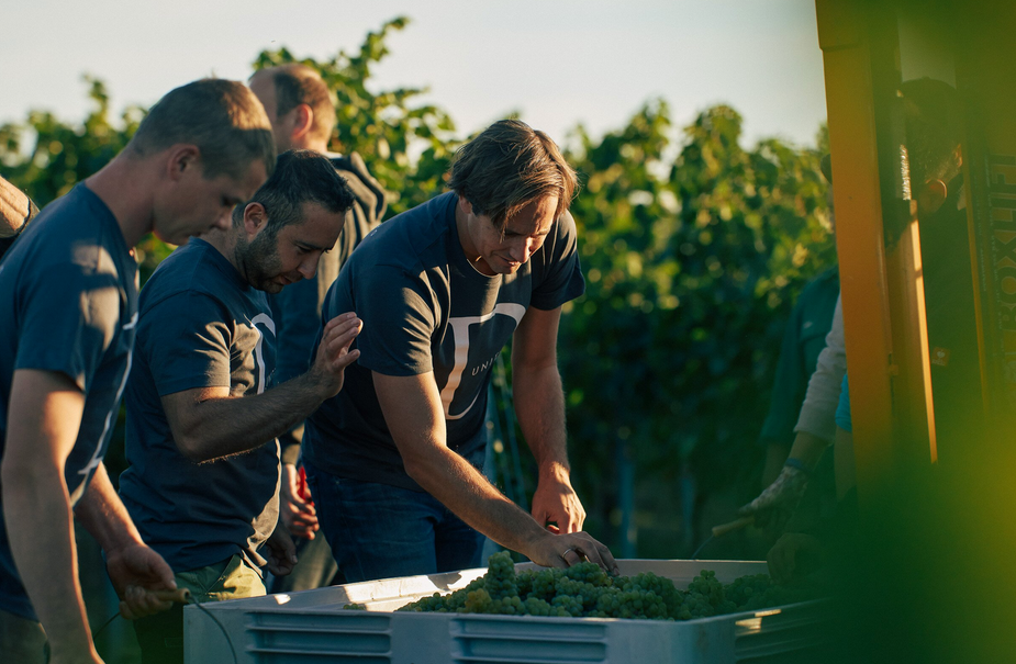 Team im Weinberg bei Sonnenuntergang