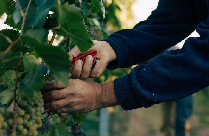 Hand mit Rebschere und Trauben